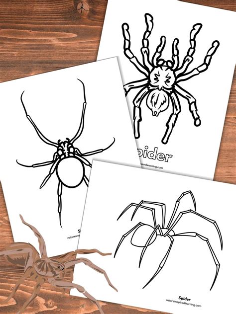 Spider Coloring Pages Nature Inspired Learning Printable Picture Of A Spider - Printable Picture Of A Spider