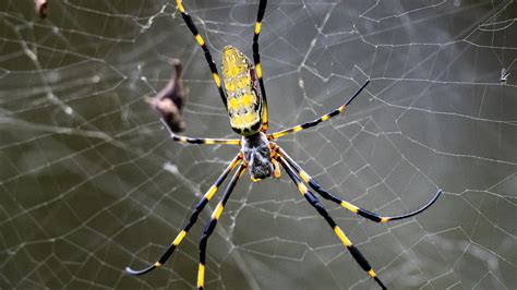 spider georgia