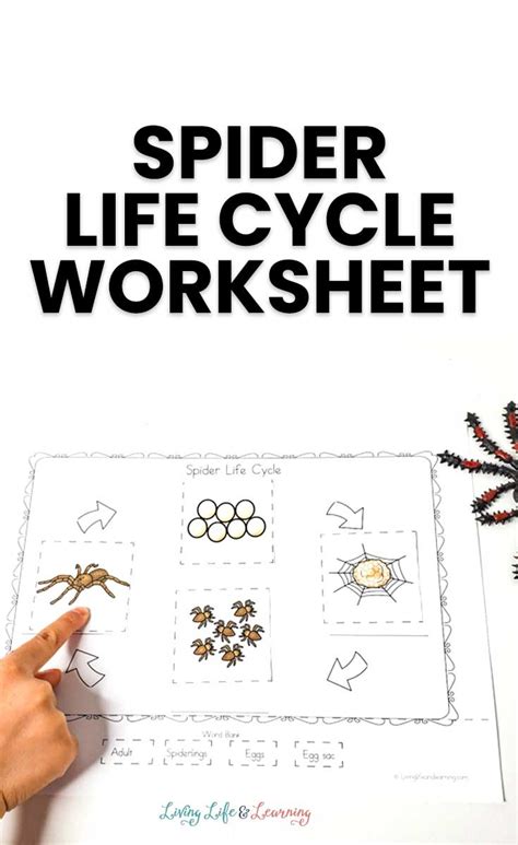 Spider Life Cycle Worksheet Living Life And Learning Spider Worksheet For Kindergarten - Spider Worksheet For Kindergarten