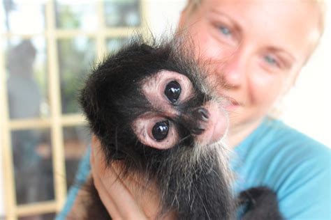Spider Monkey Pet