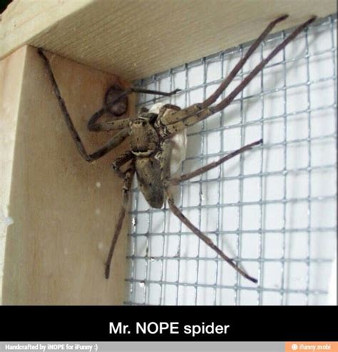 spider nope