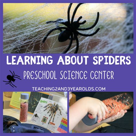Spider Science   Pre K Spiders Science Unit An Animal Study - Spider Science