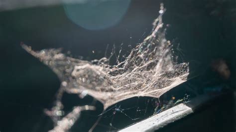 Spider Silk Is Five Times Stronger Than Steel Spider Science - Spider Science