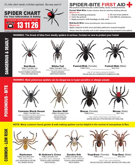 Spider Size Chart
