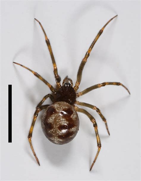 Spider Wikipedia Spider Science - Spider Science