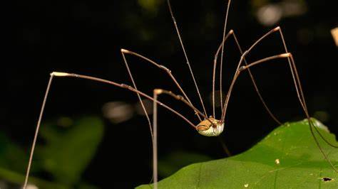 spider.legs nude