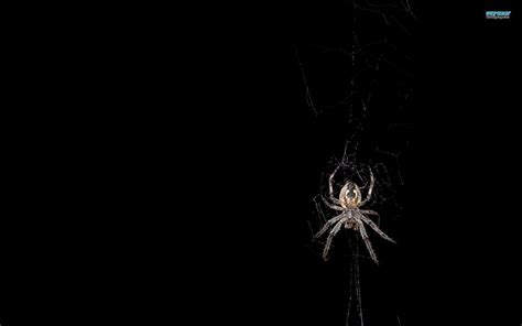 spider_header WQP