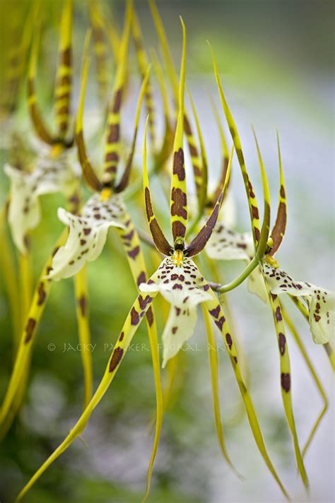 spiderorchid photos on Flickr Flickr