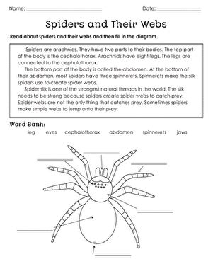 Spiders And Their Webs Interactive Worksheet Education Com Spiders Worksheet 4th Grade - Spiders Worksheet 4th Grade