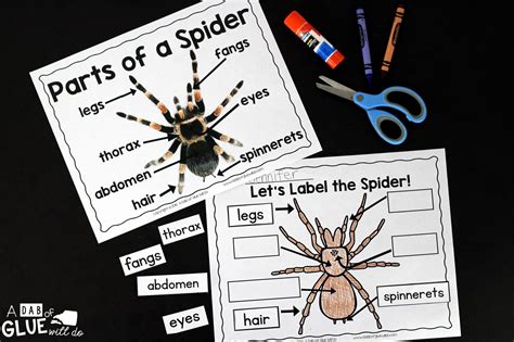 Spiders Animal Study For Kindergarten A Dab Of Spider 1st Grade Worksheet - Spider 1st Grade Worksheet