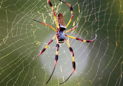 Spiders Facts And Information National Geographic Spider Science - Spider Science