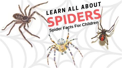 Spiders Free Pdf Download Learn Bright Spiders Worksheet 4th Grade - Spiders Worksheet 4th Grade