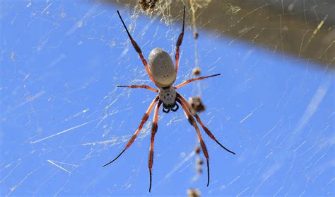 Spiders News And Scientific Articles On Live Science Spider Science - Spider Science