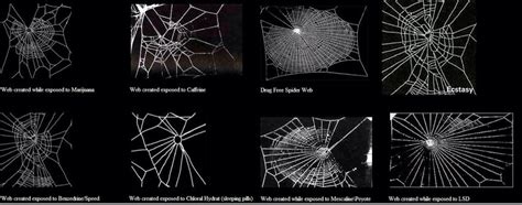 Spiders Under The Influence