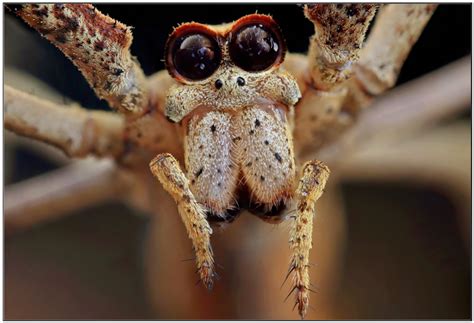 Spiderscience Your Daily Tech News Spider Science - Spider Science
