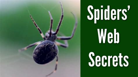 Spidersu0027 Web Secrets Unraveled Sciencedaily Spider Science - Spider Science