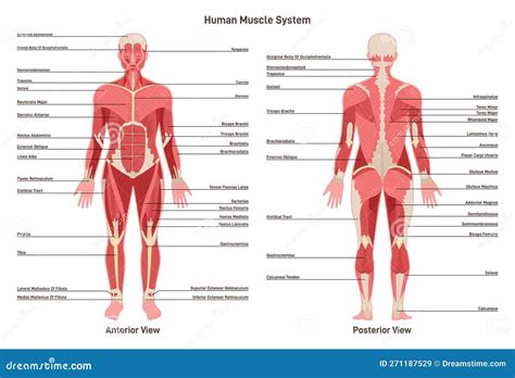 spier in het lichaam