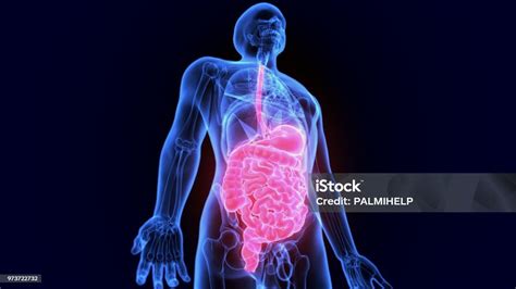 spijsvertering in urdu