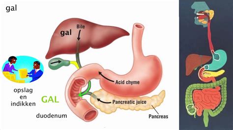 spijsvertering lipase