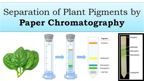 Spinach Paper Chromatography