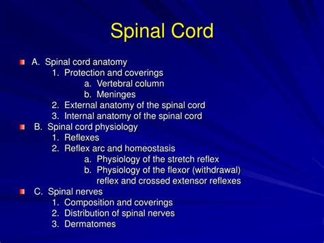 Spinal Cord Ppt