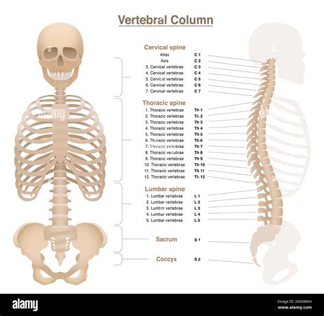 Spine Numbers Chart