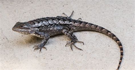 spiny texas lizard