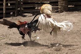 Spitting Feathers Meaning