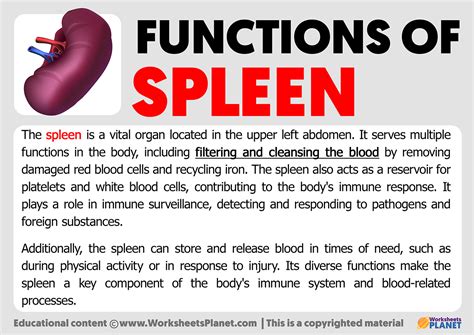 spleen function
