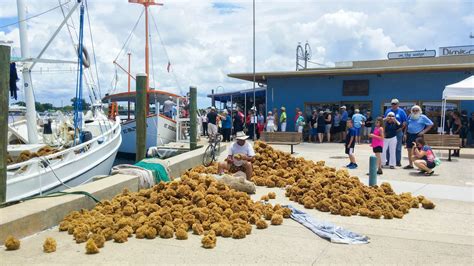 sponge docks florida