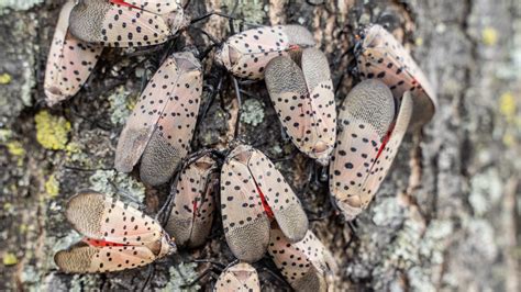 spotted lanternfly ohio
