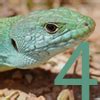Spotting Lizards Plus Maths Org Lizard Math - Lizard Math