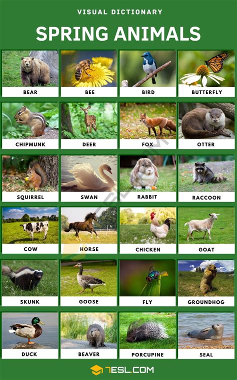 Spring And Animals