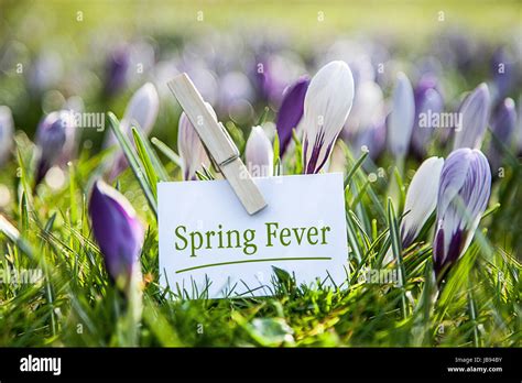 Spring Fever