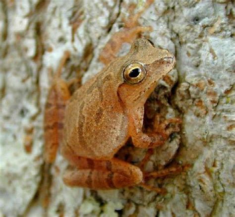 spring peeper amphibian Britannica