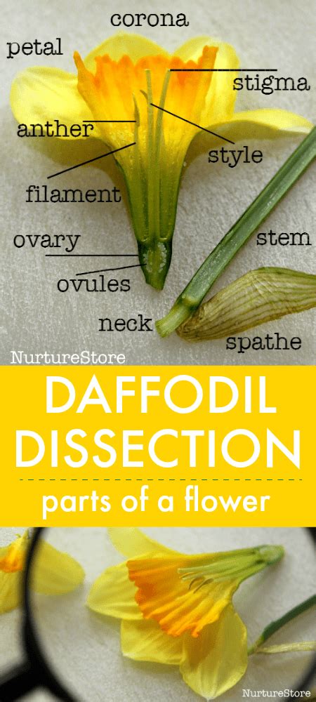 Spring Science For Toddlers Daffodil Flower Experiment Rainy Spring Science Experiments For Preschoolers - Spring Science Experiments For Preschoolers