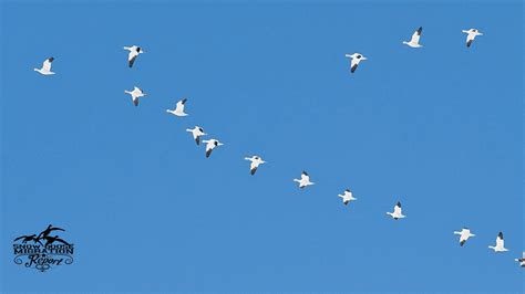 Spring Snow Goose Migration Report White Rock Decoys