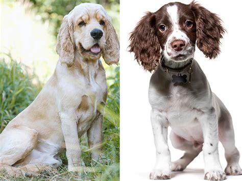 springa med cocker spaniel