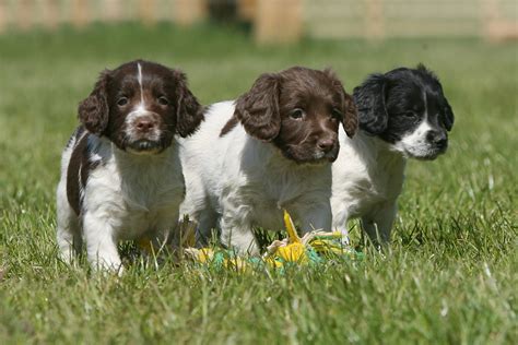 Springer Spaniel Puppy