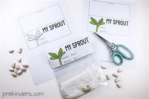 Sprouting A Seed Bag Topper Printable Prekinders Lima Bean Science Experiment - Lima Bean Science Experiment