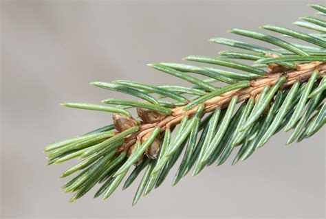 Spruce Tree Needles