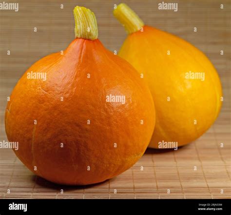 Squash Cucurbita Maxima