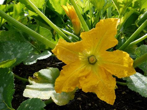 squashblomma