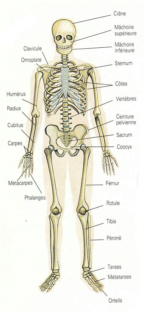 Squelette Humain Schema