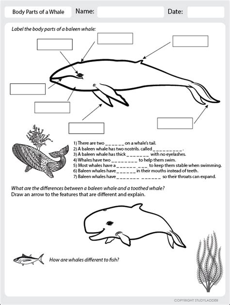 Squid Anatomy Worksheet   Whale Vs Giant Squid The Waldock Way - Squid Anatomy Worksheet