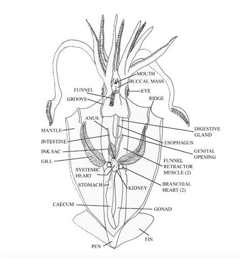 Squid Dissection Squid Anatomy Worksheet - Squid Anatomy Worksheet
