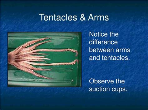 Squid Tentacles And Arms