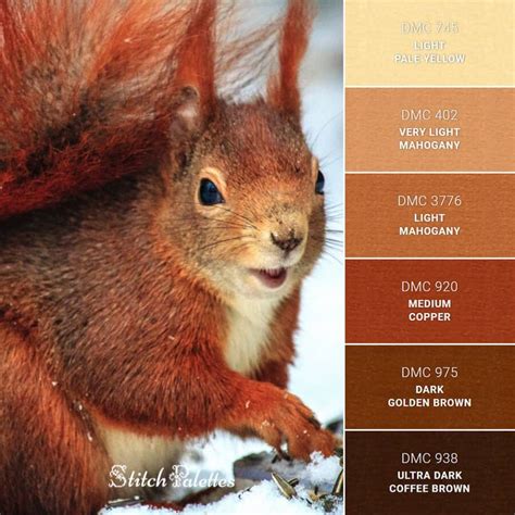 squirrel colors