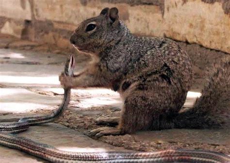 Squirrel Eating Snake