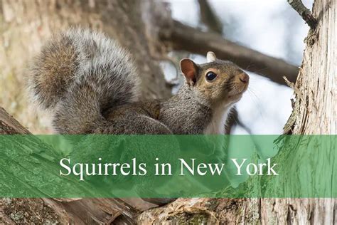 squirrel new york